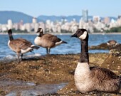 Bernaches sédentarisées sur une des plages de Vancouver⎜Photos par James Wheeler