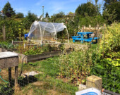Un jardin urbain sur Arbutus voué à la disparition | Photo par Noel Jennings