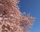 Finding meaning under a cherry blossom tree.| Photo by Simon Yee  