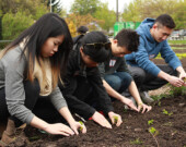 Students learning hands-on how to grow choi.| Photo courtesy of Hua Foundation.  
