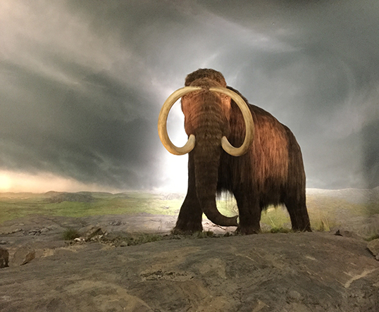 Le célèbre mammouth au Musée provincial à Victoria. | Photo par Pascal Guillon  