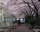 Cherry blossoms at Art Phillips Park, site of the Cherry Jam Downtown Concert on Mar. 30.| Photo by AE Creations.  