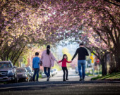 Enjoy a few weeks under the cherry blossoms.| Photo by Clarence Chan.  