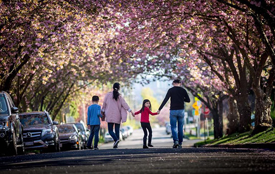 Enjoy a few weeks under the cherry blossoms.| Photo by Clarence Chan.  
