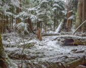 Des mystères liés aux traditions du solstice vous seront dévoilés lors d’une balade-découverte organisée par la Société d’écologie du parc Stanley. | Photo par Greg Hart, Stanley Park Ecology Society‎  