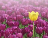 Celebrate spring in full color at the Tulip Festival in Chilliwack.| Photo courtesy of Chiliwach Tulip Festival.  