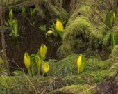 Des plantes autochtones.
 | Photo de Stanley Park Ecology  