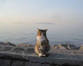 Scene from Kedi. | Photo courtesy of SFU  