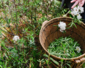 Des herbes pour les thés et tisanes. | Photo par Anastasia Chomlack  