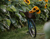 There is nothing like a bunch of sunflowers to mark the peak of summertime | Photo courtesy of Chilliwack Sunflower Festival  