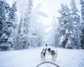 « Tout musher (meneur de chiens) qui se respecte vous le dira : un chien de traîneau qui craint le froid est un chien de salon mal entraîné. »  