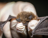 Myotis lucifugus, petite chauve-souris brune photographiée à Squamish. | Photo par Jason Headley  