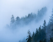 Tree Clouds Pano par Julien-Olivier Koch. | Photo par Julien-Olivier Koch   