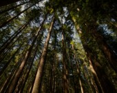 Chaque année, des milliers de travailleurs saisonniers s’installent en Colombie-Britannique pour planter des arbres | Unsplash, Cody Chan  