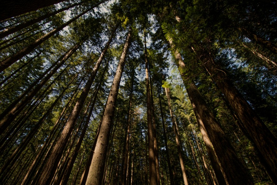 Chaque année, des milliers de travailleurs saisonniers s’installent en Colombie-Britannique pour planter des arbres | Unsplash, Cody Chan  