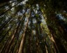 Chaque année, des milliers de travailleurs saisonniers s’installent en Colombie-Britannique pour planter des arbres | Unsplash, Cody Chan  