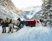 La fête de Noël du Cercle des Canadiens français de Prince George comprenait une promenade en traîneau tiré par des chevaux | Ezra Jeffrey-Comeau, Unsplash 

  
