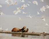 Sea lions at the Deep Cove marina. &mdash; Photo by Kerry Lawrence