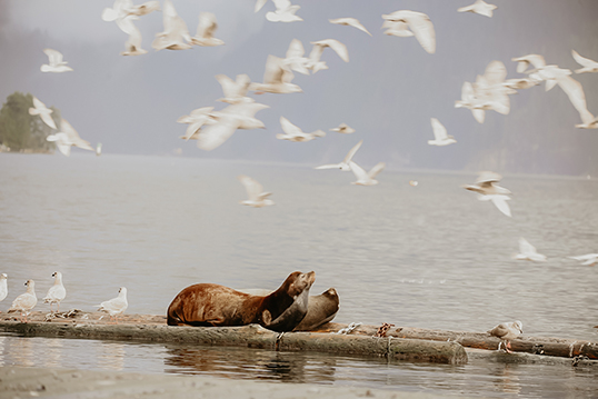 Sea lions at the Deep Cove marina. &mdash; Photo by Kerry Lawrence