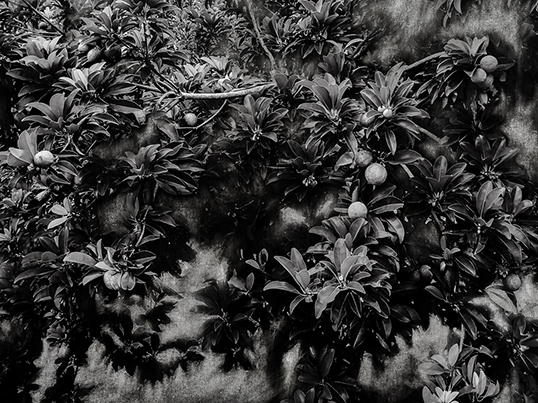 Karen Zalamea, Sunken Garden (Chico) (detail), 2025, inkjet print on canvas. | Photo courtesy of the artist.  