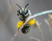 Close-up of bee | Courtesy of Lori Weidenhammer.  