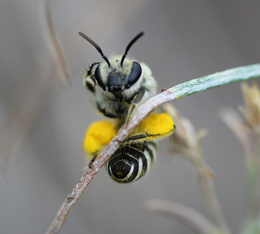 Close-up of bee | Courtesy of Lori Weidenhammer.  