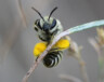 Close-up of bee | Courtesy of Lori Weidenhammer.  