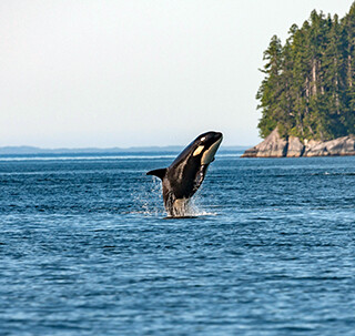 The northern resident orca is one of the species threatened by major infrastructure development in Canada. &mdash; Photo by Thomas Lipke, Unsplash