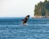 The northern resident orca is one of the species threatened by major infrastructure development in Canada. &mdash; Photo by Thomas Lipke, Unsplash