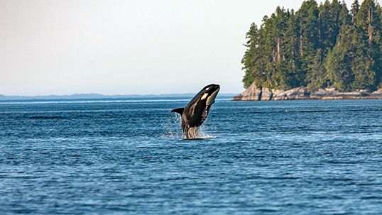 The northern resident orca is one of the species threatened by major infrastructure development in Canada. &mdash; Photo by Thomas Lipke, Unsplash