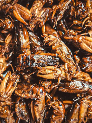 Fried insects are viewed as a nourishing food source in many parts of the world. | Photo by Max Tcvetkov, Unsplash.  