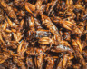 Fried insects are viewed as a nourishing food source in many parts of the world. | Photo by Max Tcvetkov, Unsplash.  