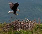 L’aigle et le castor. | Photo par Conrad, Adobe Stock  