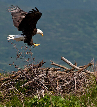 L’aigle et le castor. | Photo par Conrad, Adobe Stock  