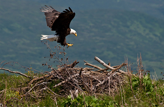 L’aigle et le castor. | Photo par Conrad, Adobe Stock  