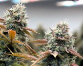 Le cannabis se classe au deuxième rang des produits agricoles de la C.-B. en recettes agricoles, derrière le lait non transformé | Woody Nelson  