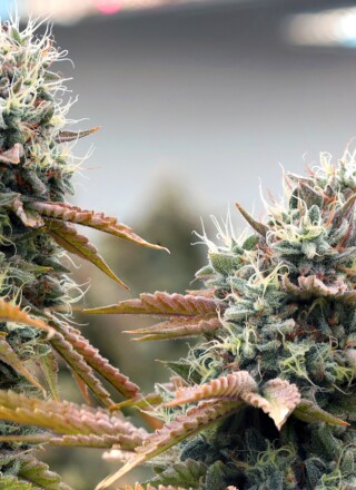Le cannabis se classe au deuxième rang des produits agricoles de la C.-B. en recettes agricoles, derrière le lait non transformé | Woody Nelson  