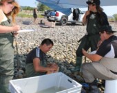 Tanya Condo a participé à un inventaire du bar rayé en 2016 et 2017 sur les rives de la baie des Chaleurs avec une équipe composée d’autres jeunes autochtones de Gesgapegiag. Photo : Gilles Gagné  