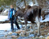 La rencontre avec ce jeune
orignal qu'elle a surnommé
Poney a été marquante pour Véronique Amiard.  