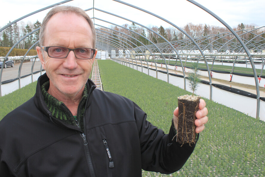Le directeur de SARGIM, Denis Bujold, montre un plant d’arbre de première
année. Il sera prêt à être planté en 2021. SARGIM et sa filiale Pépinière
Baie-des- Chaleurs gèrent deux stocks de plants, le premier, imposant,
porteur d’une capacité de livraison de 5 millions d’arbres au ministère de la Faune, de la Forêt et des Parcs, des arbres destinés aux terres publiques, et le stock de sa division ornementale, pour le secteur privé, qui comprend les
plants destinés à la compensation de carbone. Photo : Gilles Gagné.  